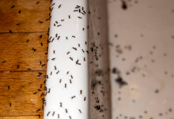 Best Rat Extermination Near Me  in Irrigon, OR